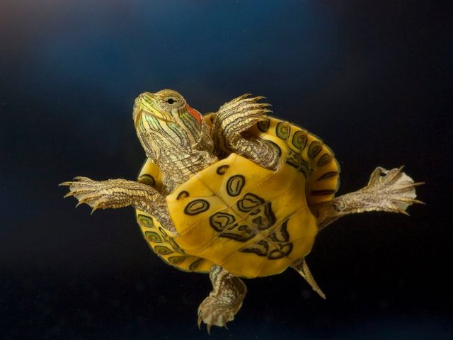 Породы черепах в Железноводске | ЗооТом портал о животных