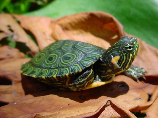 Породы черепах в Железноводске | ЗооТом портал о животных