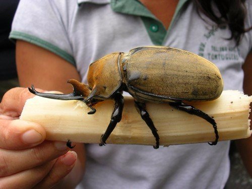 Породы жуков в Железноводске | ЗооТом портал о животных