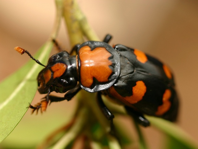 Все о жуках в Железноводске | ЗооТом портал о животных