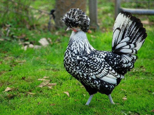 Породы куриц | ЗооТом - продажа, вязка и услуги для животных в Железноводске
