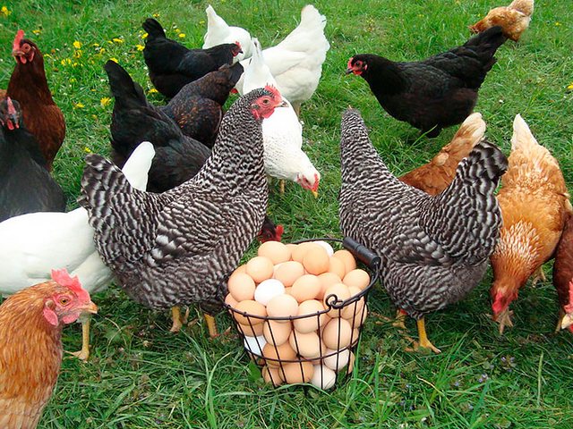 Содержание кур и уход за ними | ЗооТом - продажа, вязка и услуги для животных в Железноводске