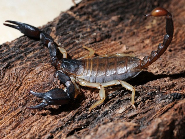 Породы скорпионов в Железноводске | ЗооТом портал о животных