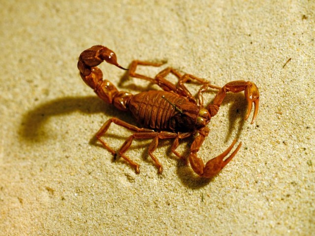 Породы скорпионов в Железноводске | ЗооТом портал о животных