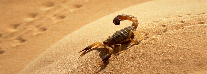 Все о скорпионах в Железноводске | ЗооТом портал о животных
