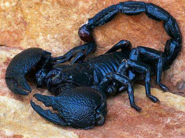 Все о скорпионах в Железноводске | ЗооТом портал о животных
