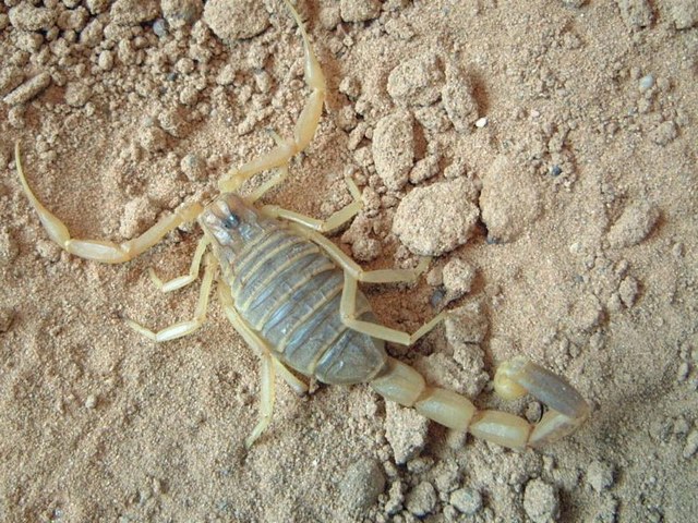 Содержание скорпионов и уход за ними в Железноводске | ЗооТом портал о животных