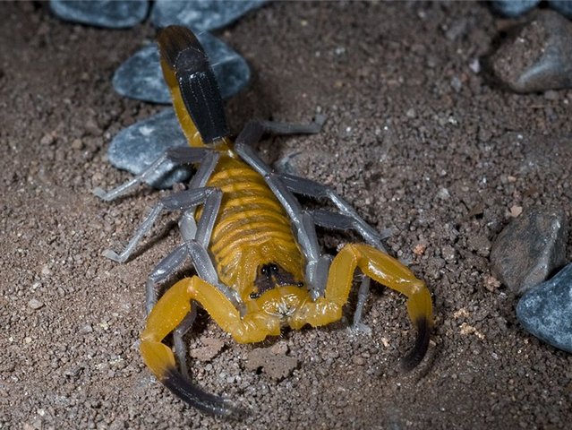 Содержание скорпионов и уход за ними в Железноводске | ЗооТом портал о животных