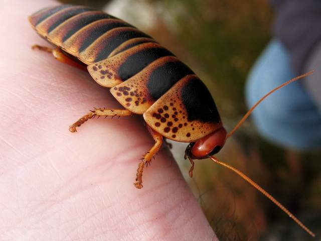 Породы тараканов в Железноводске | ЗооТом портал о животных