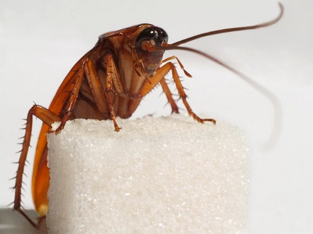 Все о тараканах в Железноводске | ЗооТом портал о животных