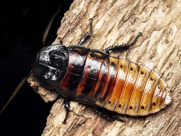 Все о тараканах в Железноводске | ЗооТом портал о животных
