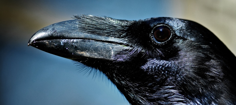 Все о воронах в Железноводске | ЗооТом портал о животных