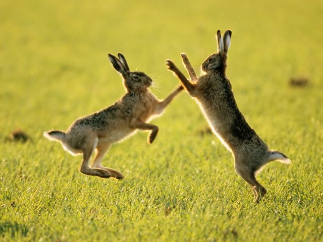 Породы зайцев | ЗооТом - продажа, вязка и услуги для животных в Железноводске