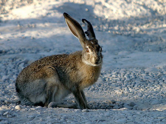 Породы зайцев | ЗооТом - продажа, вязка и услуги для животных в Железноводске