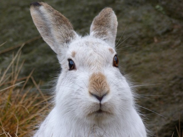 Содержание зайцев и уход за ними | ЗооТом - продажа, вязка и услуги для животных в Железноводске
