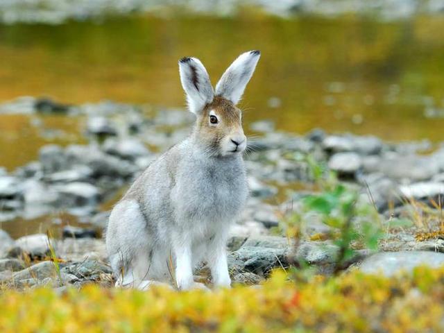 Содержание зайцев и уход за ними | ЗооТом - продажа, вязка и услуги для животных в Железноводске