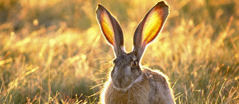 Все о зайцах | ЗооТом - продажа, вязка и услуги для животных в Железноводске