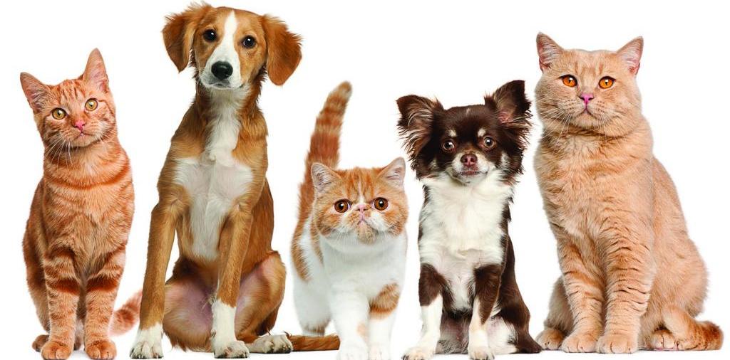 Доска объявлений о животных | ЗооТом - продажа, вязка и услуги для животных в Железноводске