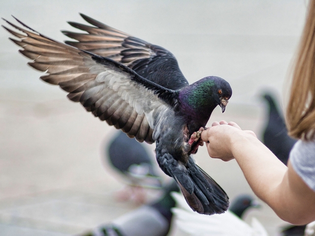 Все о голубях | ЗооТом - продажа, вязка и услуги для животных в Железноводске