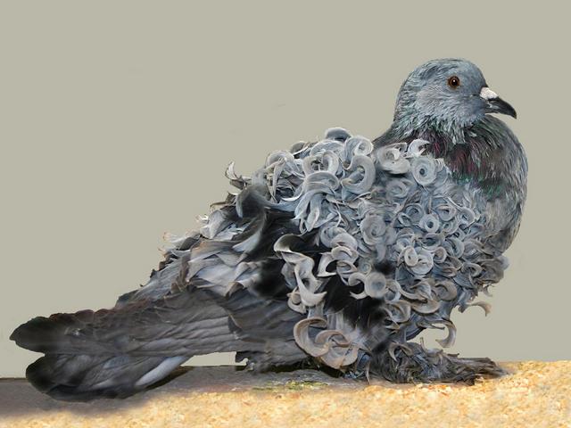 Породы голубей | ЗооТом - продажа, вязка и услуги для животных в Железноводске