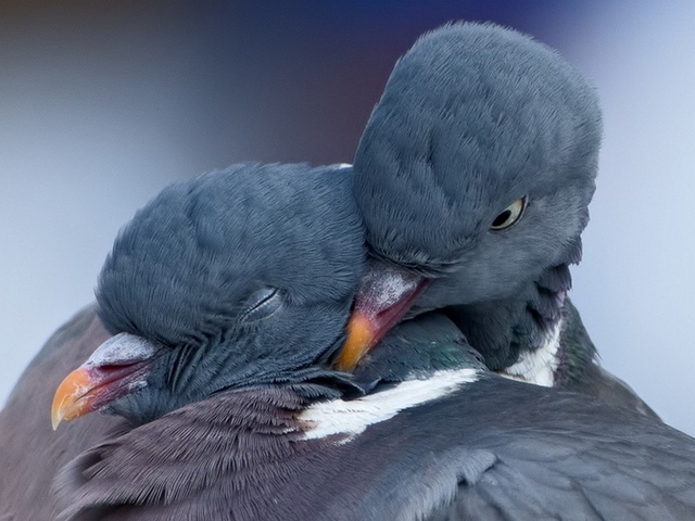 Содержание голубей и уход за ними в Железноводске