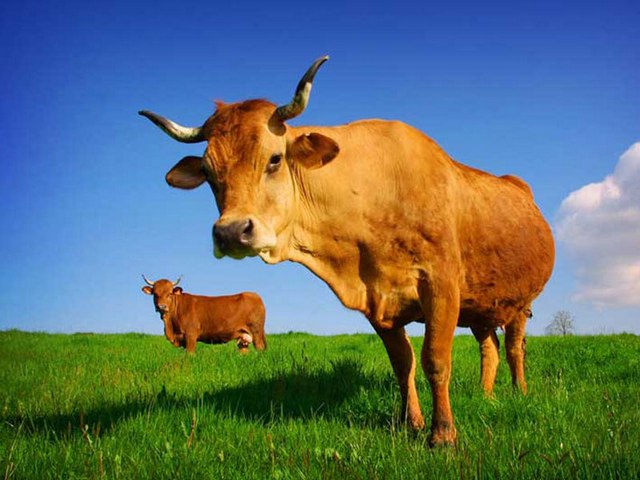 Все о коровах в Железноводске | ЗооТом портал о животных
