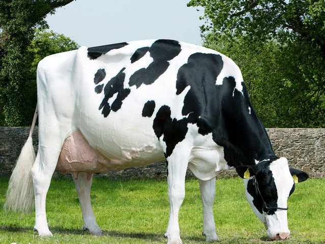Породы коров в Железноводске | ЗооТом портал о животных