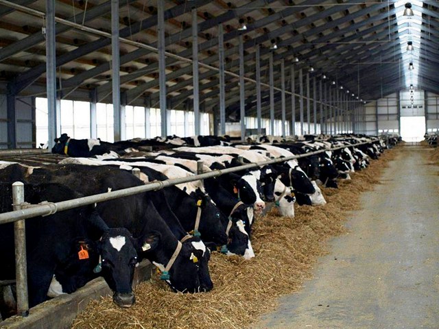 Содержание коров и уход за ними в Железноводске | ЗооТом портал о животных