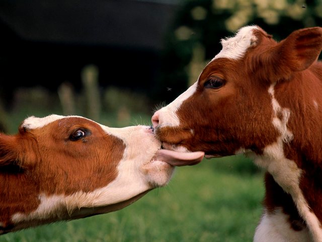 Статьи о коровах в Железноводске | ЗооТом портал о животных