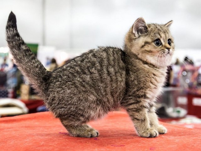 Породы кошек в Железноводске | ЗооТом портал о животных