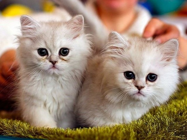 Породы кошек в Железноводске | ЗооТом портал о животных