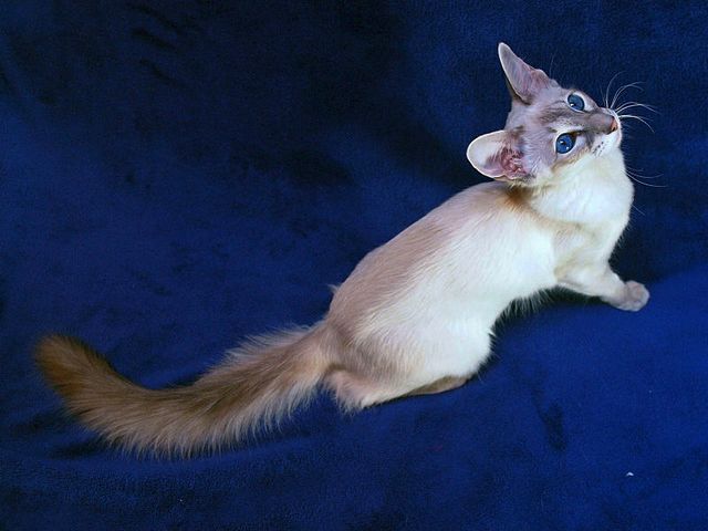 Выведенные породы кошек в Железноводске | ЗооТом портал о животных
