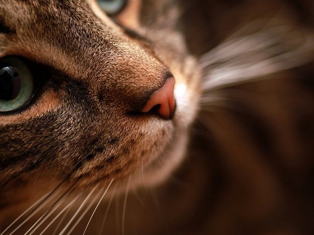 Статьи о кошках в Железноводске | ЗооТом портал о животных