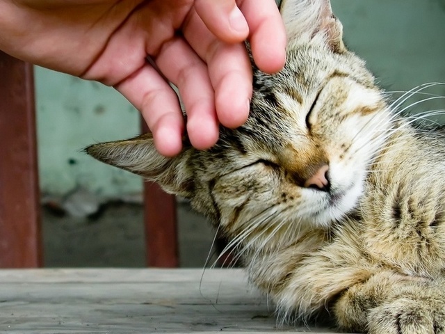Интересные статьи о кошках в Железноводске | ЗооТом портал о животных