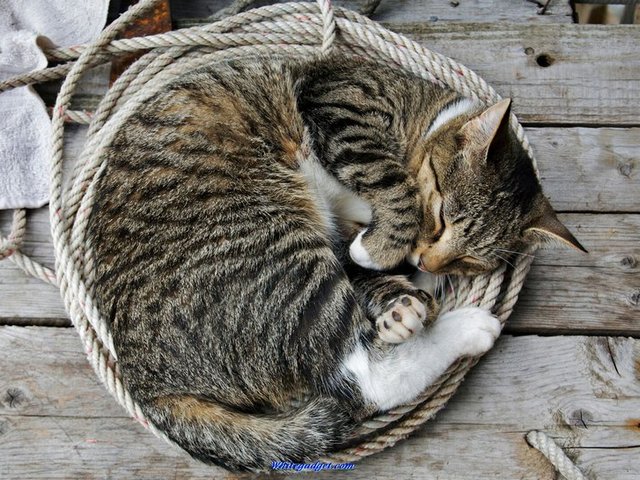 Все о кошках в Железноводске | ЗооТом портал о животных