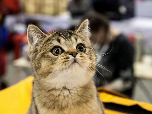 Выставки кошек в Железноводске | ЗооТом портал о животных