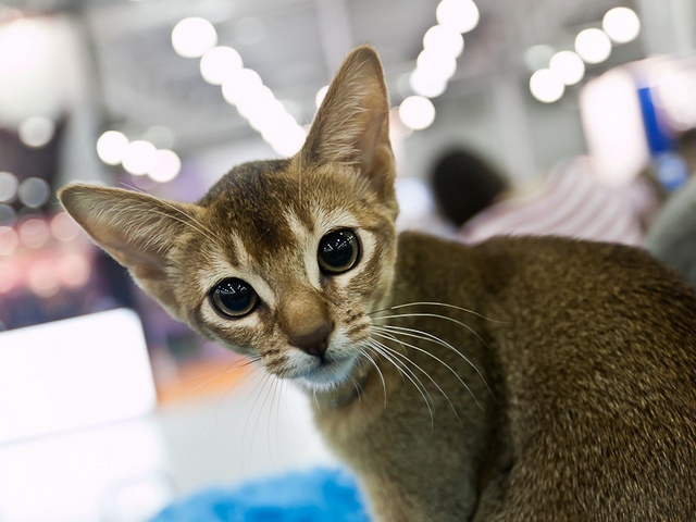 Выставки кошек в Железноводске | ЗооТом портал о животных
