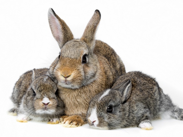 Все о кроликах в Железноводске | ЗооТом портал о животных