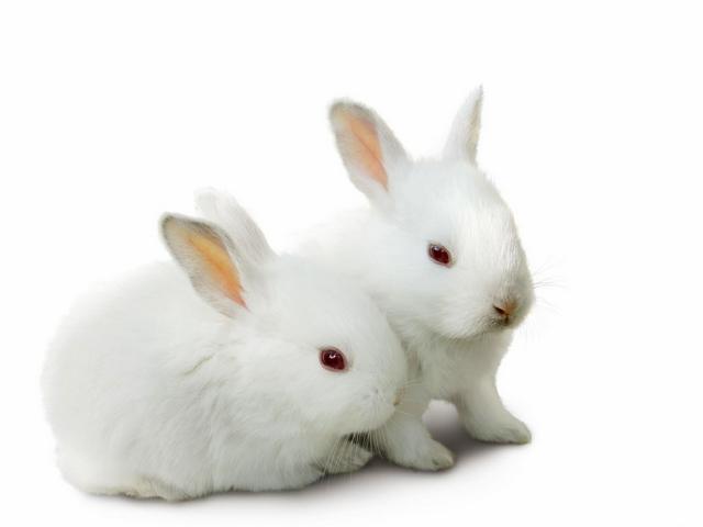 Все о кроликах в Железноводске | ЗооТом портал о животных