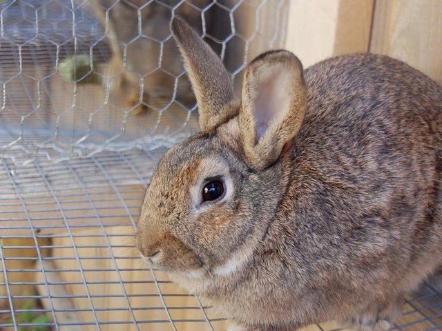 Содержание кроликов и уход за ними в Железноводске | ЗооТом портал о животных
