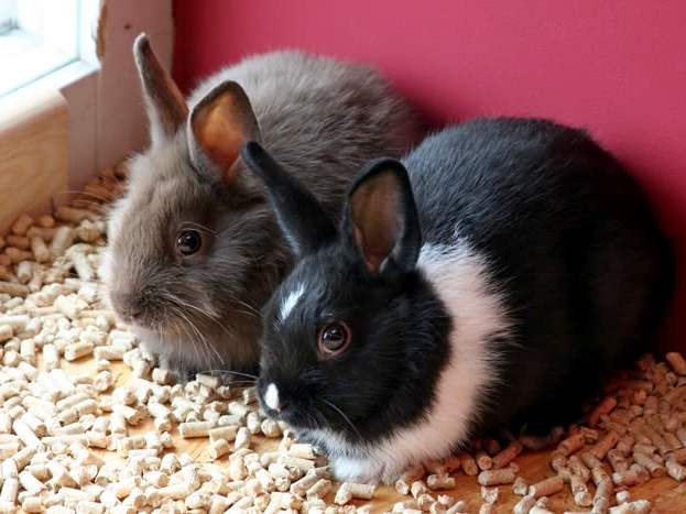 Содержание кроликов и уход за ними в Железноводске | ЗооТом портал о животных