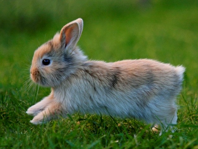 Статьи о кроликах в Железноводске | ЗооТом портал о животных