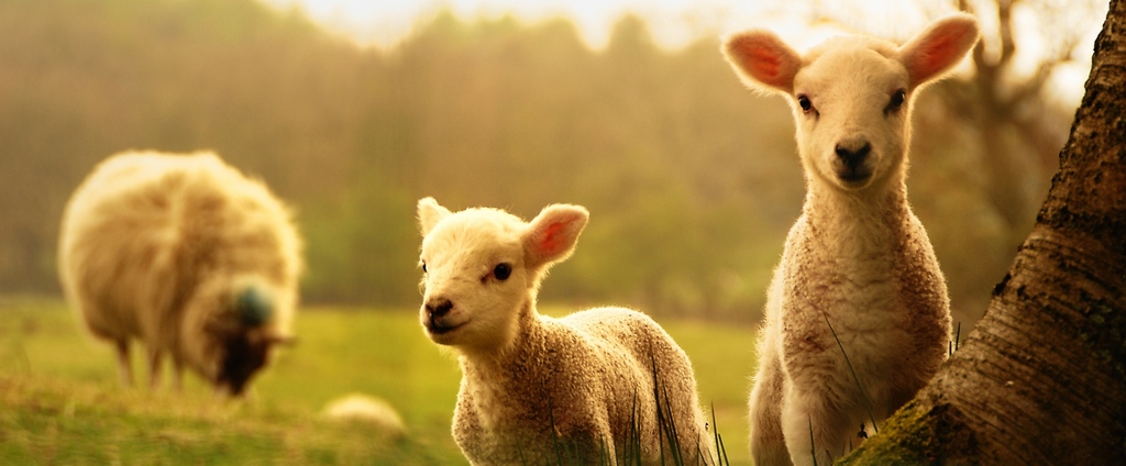 Объявления о сельскохозяйственных животных | ЗооТом - продажа, вязка и услуги для животных в Железноводске