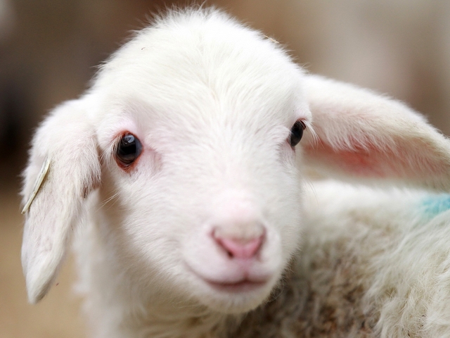 Овцы и бараны в Железноводске | ЗооТом портал о животных