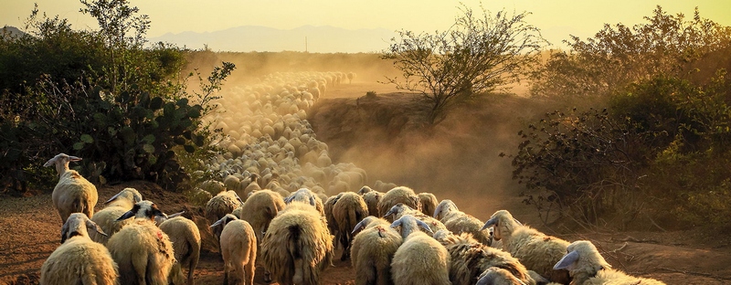 Все об овцах в Железноводске | ЗооТом портал о животных