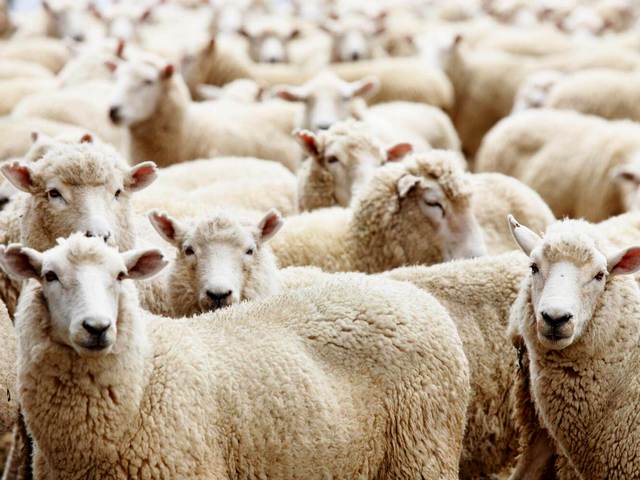 Породы овец в Железноводске | ЗооТом портал о животных