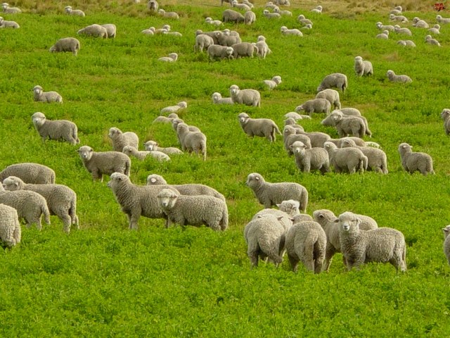 Содержание овец и уход за ними в Железноводске | ЗооТом портал о животных