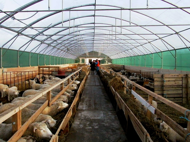 Содержание овец и уход за ними в Железноводске | ЗооТом портал о животных
