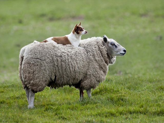 Все об овцах в Железноводске | ЗооТом портал о животных