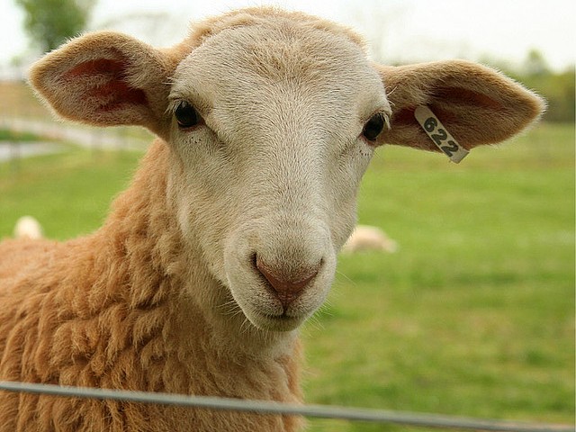 Статьи об овцах в Железноводске | ЗооТом портал о животных